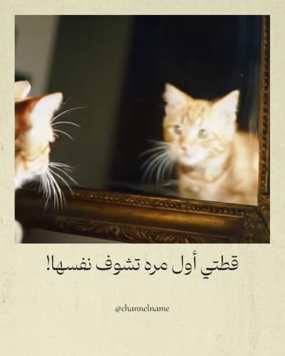 قالب Design Video of a Cat Seeing Itself for the First Time, download and edit for free من أندلسي