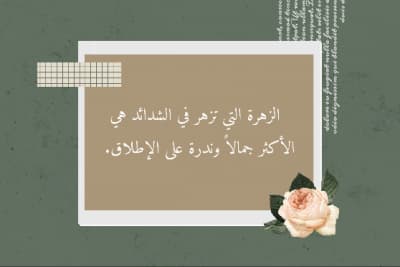قالب تصميم الزهرة التي تبرز في الشدائد, للتحميل والتعديل مجاناً من أندلسي