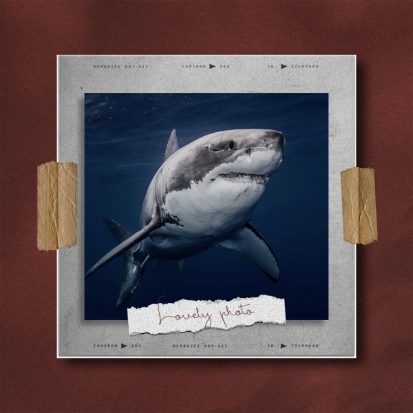 Design Photo, download and edit for free design template - Post, Photography from the Andalusi design app