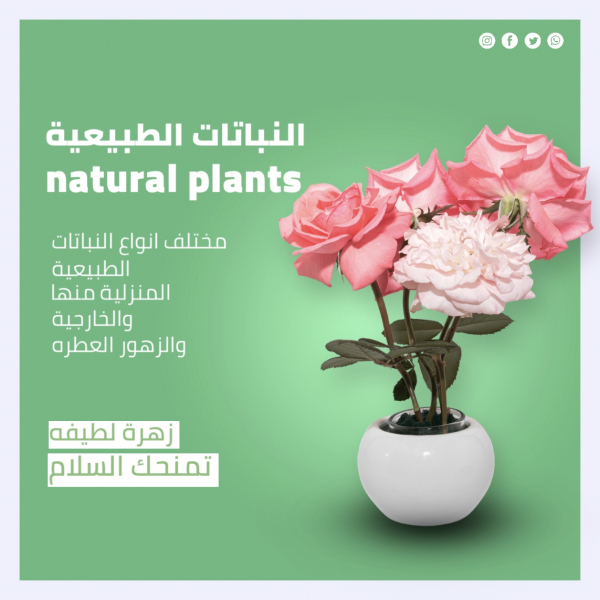 Design of Natural Plant, download and edit for free design template - Quotes, Post from the Andalusi design app