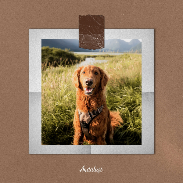 Design Photography, download and edit for free design template - Photography from the Andalusi design app