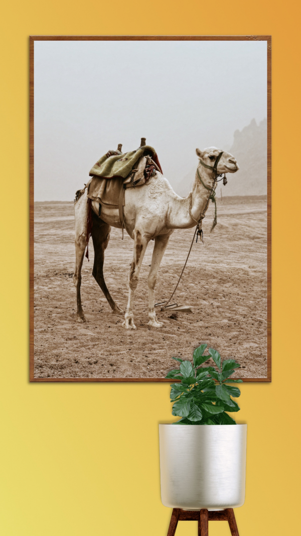 Design Photography of a Camel in the Desert, download and edit for free design template - Photography from the Andalusi design app