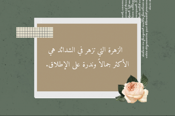 Design of the Flower That Shines in Adversity, download and edit for free design template - Quotes, Post from the Andalusi design app